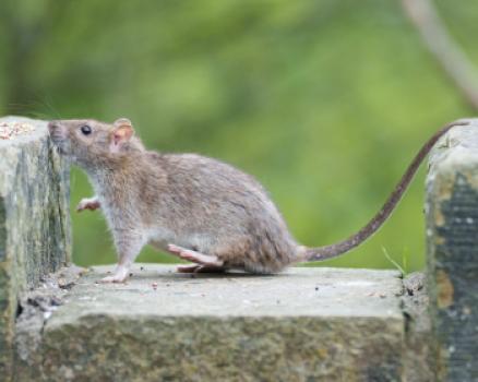 luchtbuks voor pest control